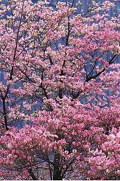 《黑神话：悟空》已在QQ开启预约 或将登陆Wegame